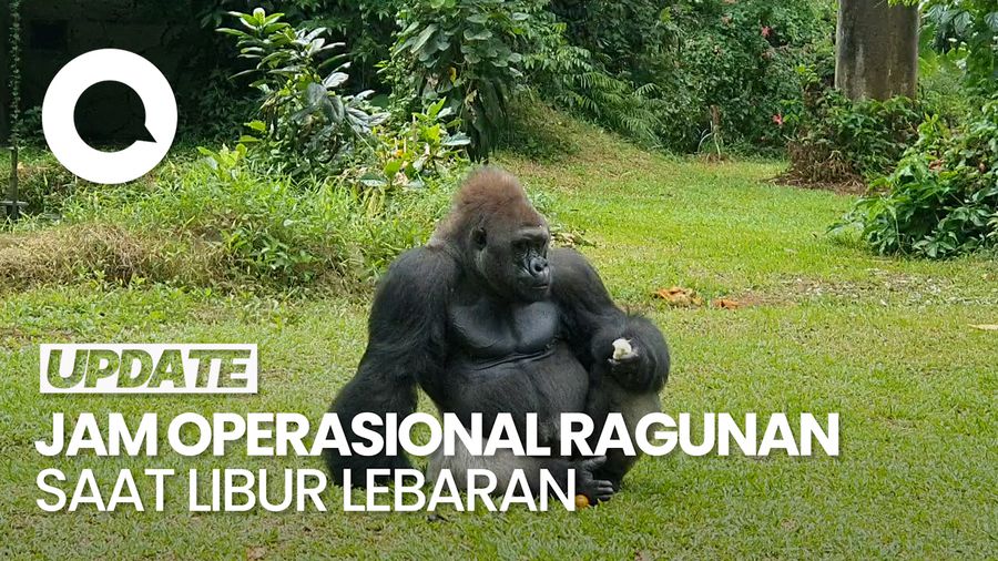 Video: Simak! Jadwal Operasional Ragunan Selama Libur Lebaran