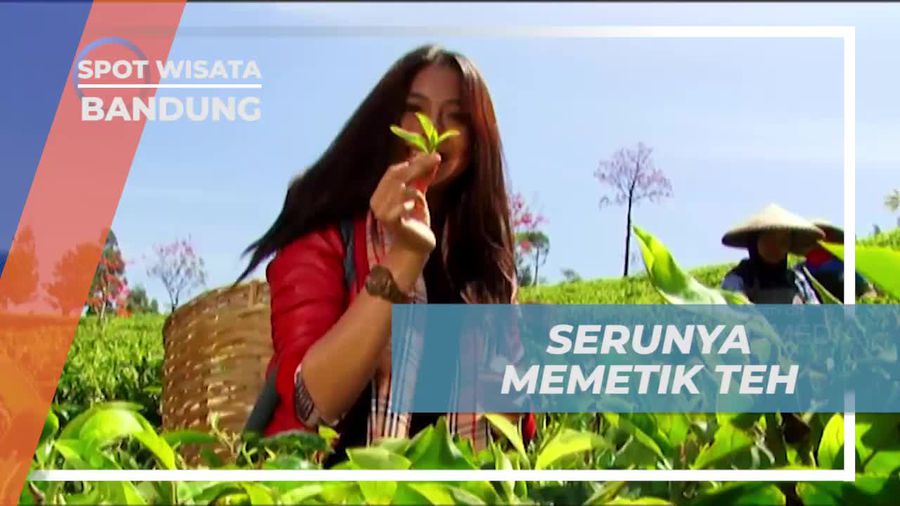 Mencoba Memetik Teh dalam Kegiatan Seru di Kebun Teh Pasir Jambu, Bandung