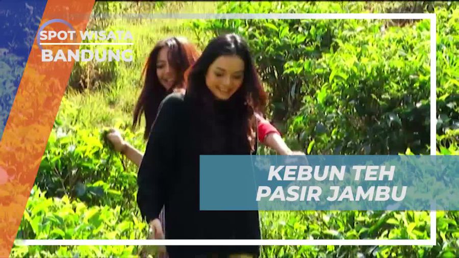 Menyusuri Kebun Teh Pasir Jambu, Bandung