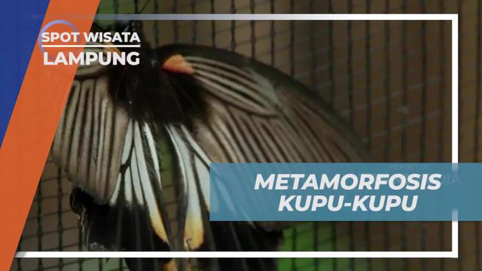 Mengamati Metamorfosis Kupu-kupu yang Menakjubkan di Lampung  