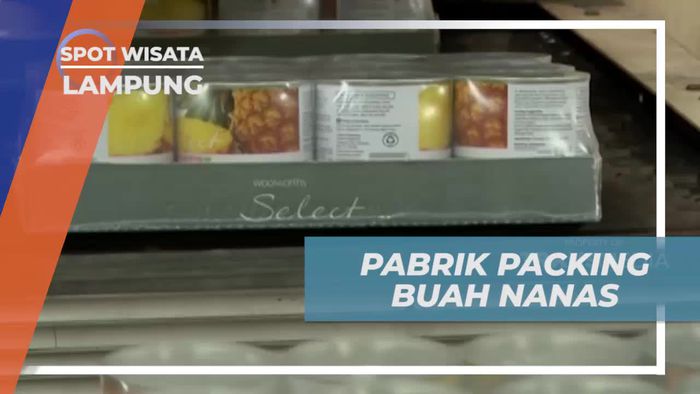 Menelusuri Proses Pengemasan Buah Nanas di Lampung  