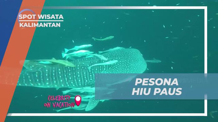 Menikmati Pesona Hiu Paus yang Memikat di Kaltim