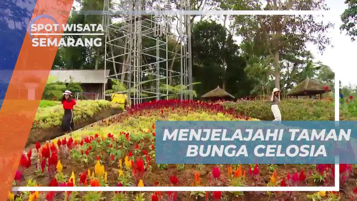 Menikmati Keindahan Taman Bunga Celosia yang Memesona, Semarang