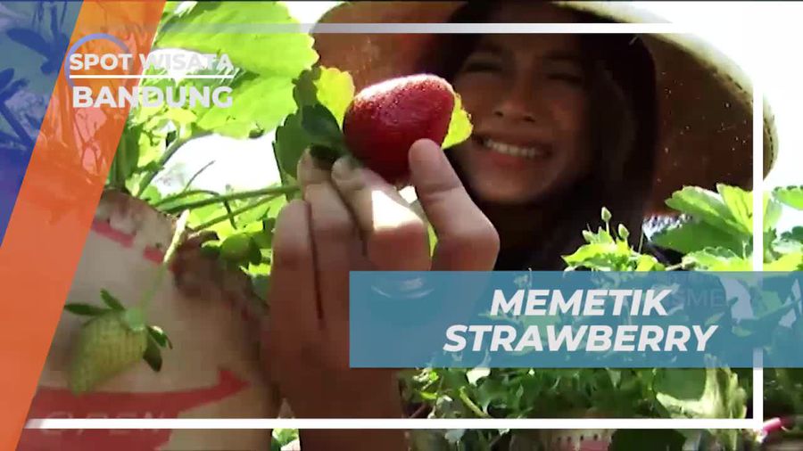 Bersenang-senang Memetik Strawberry di Saung Sari, Bandung