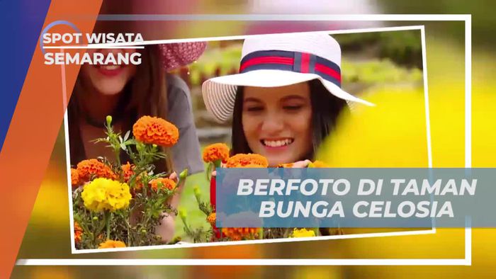 Mengabadikan Momen di Taman Bunga Celosia yang Menawan, Semarang