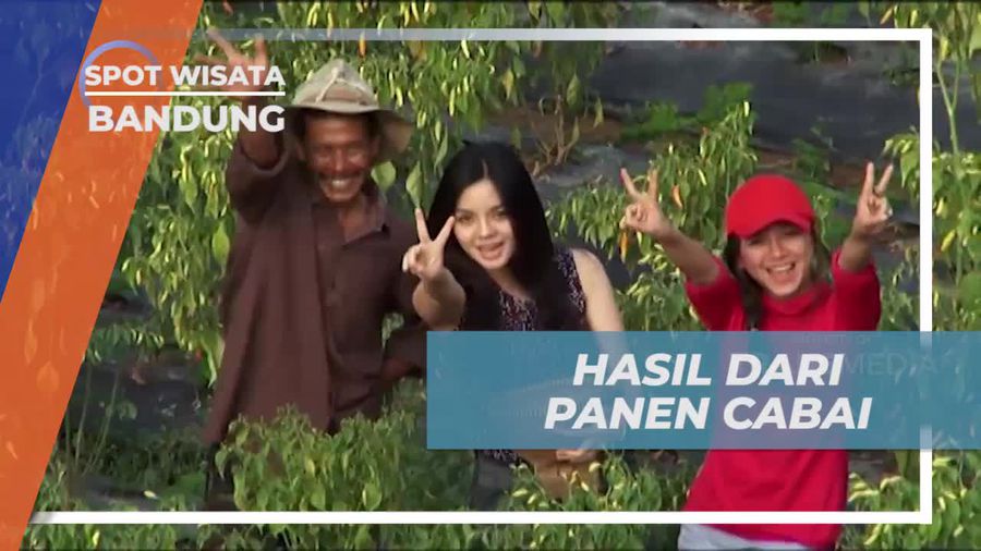Menyaksikan Hasil Memanen Cabai di Lembang, Bandung