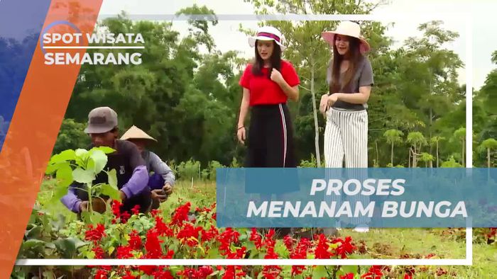 Belajar Menanam Bunga di Taman Bunga Celosia yang Seru, Semarang