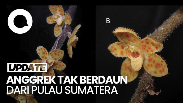 Video: Unik! Peneliti BRIN Temukan Spesies Anggrek Akar Tak Berdaun di Aceh