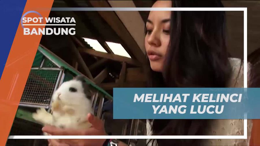 Mengagumi Kelinci Lucu Sepanjang Perjalanan di Bandung