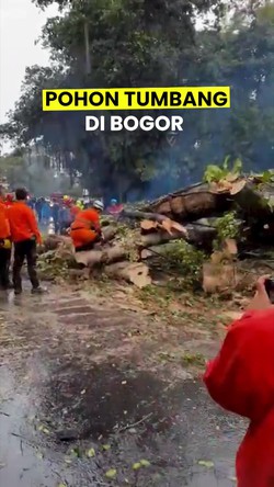 Video: Pohon Tumbang Timpa Mobil-Motor di Jalan Juanda Bogor 