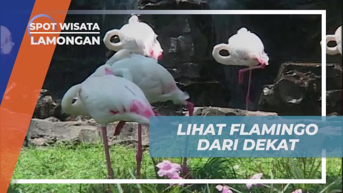 Mengagumi Keindahan Flamingo dari Dekat di Maharani Zoo, Lamongan