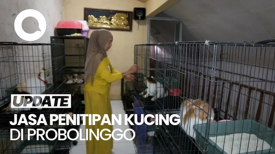 Video: Penitipan Kucing di Probolinggo Laris Manis Selama Libur Lebaran