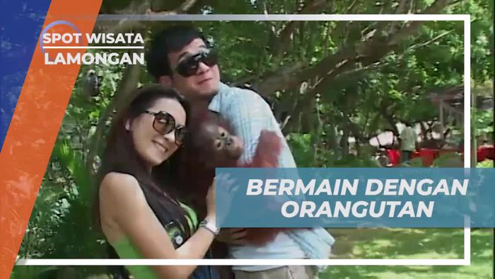Bermain dan Berinteraksi dengan Orangutan di Maharani Zoo, Lamongan