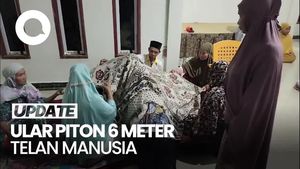 Video: Lansia 66 Tahun Ditelan Ular Piton 6 Meter