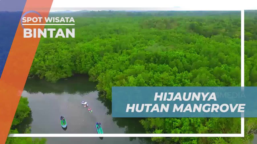 Menyusuri Hutan Mangrove yang Hijau di Bintan