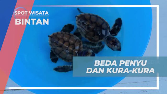 Lepaskan Penyu di Pantai dan Pelajari Perbedaannya di Bintan
