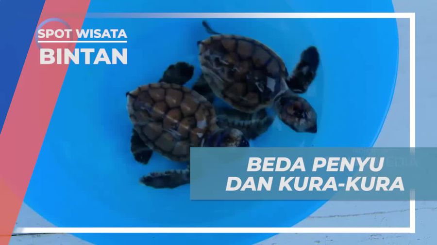Lepaskan Penyu di Pantai dan Pelajari Perbedaannya di Bintan