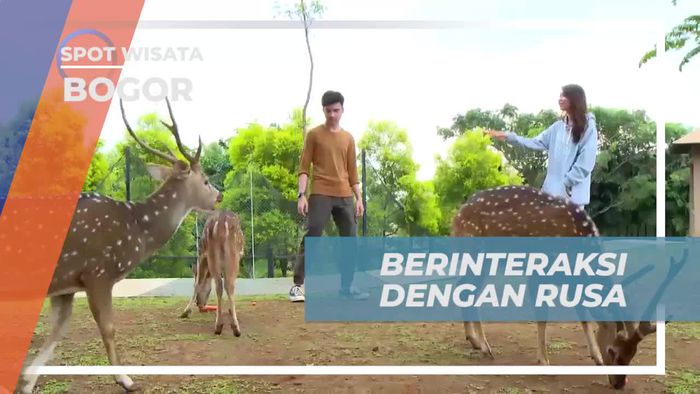Berinteraksi dengan Rusa di Deer Park yang Menarik di Bogor