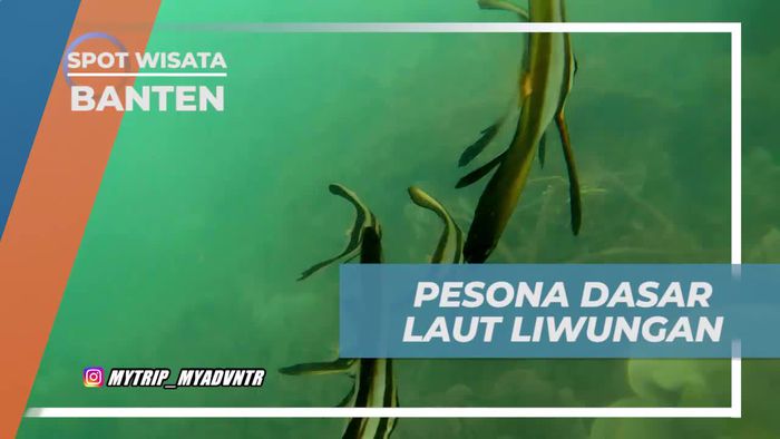 Mengagumi Pesona Dasar Laut di Pulau Liwungan, Banten