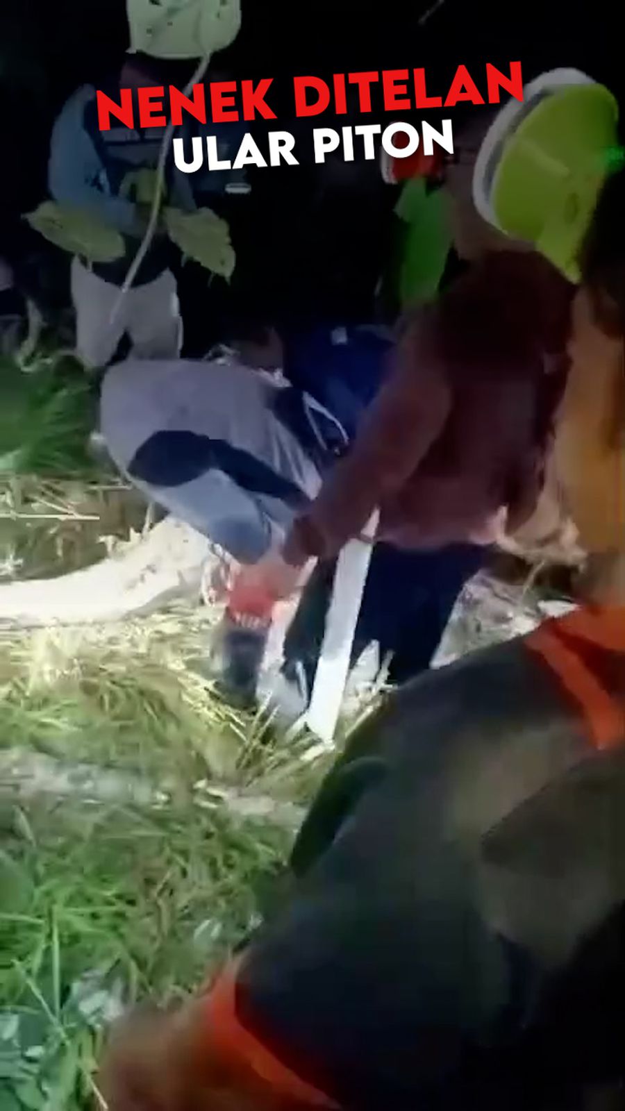 Video: Momen Warga Belah Perut Ular Piton yang Telan Nenek di Sidrap