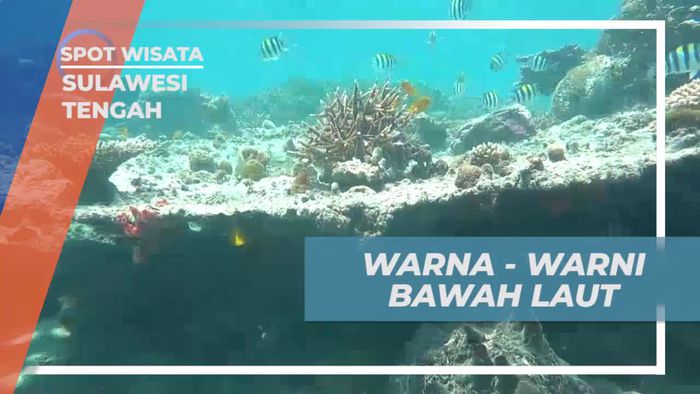 Menggali Keindahan Bawah Laut Kilo Lima yang Memikat di Sulawesi Tengah