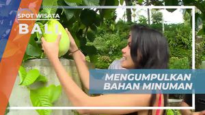 Mengumpulkan Bahan Segar untuk Minuman di Kebun Ubud, Bali