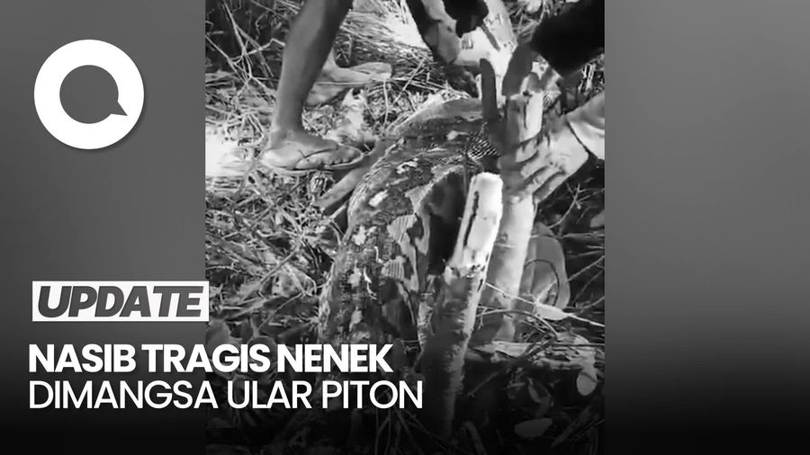 Video: Tragis Nenek di Sidrap Hilang di Kebun Ternyata Dimangsa Ular Piton