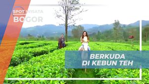 Berkuda Santai Menyusuri Kebun Teh di Bogor