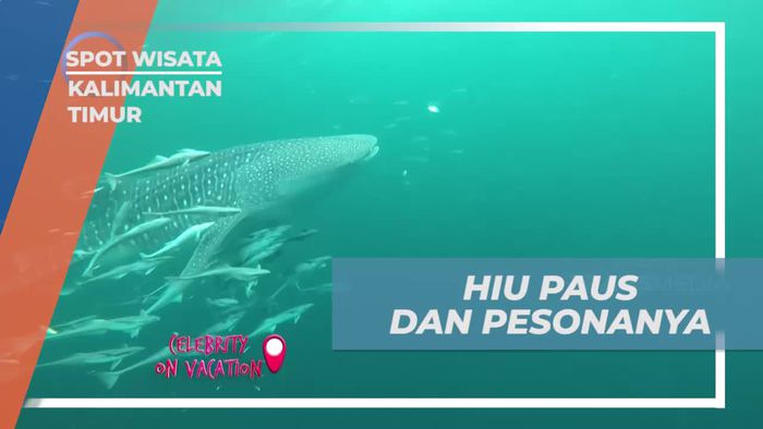 Berenang Bersama Hiu Paus yang Memesona di Kaltim