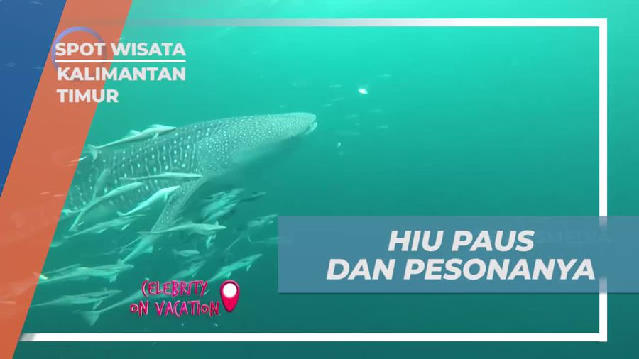 Berenang Bersama Hiu Paus yang Memesona di Kaltim