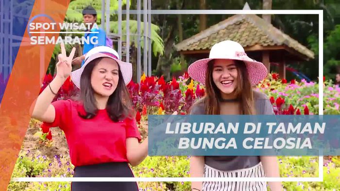 Rayakan Keindahan Alam di Taman Bunga Celosia, Semarang