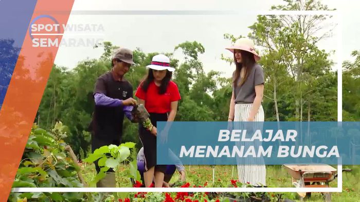 Belajar Menanam Bunga dengan Gembira di Taman Bunga Celosia, Semarang