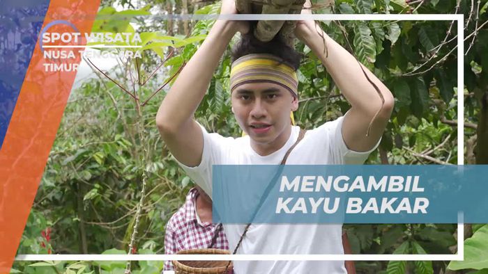 Mencari Kayu Bakar di Hutan untuk Menyempurnakan Aroma Kopi di Nusa Tenggara Timur