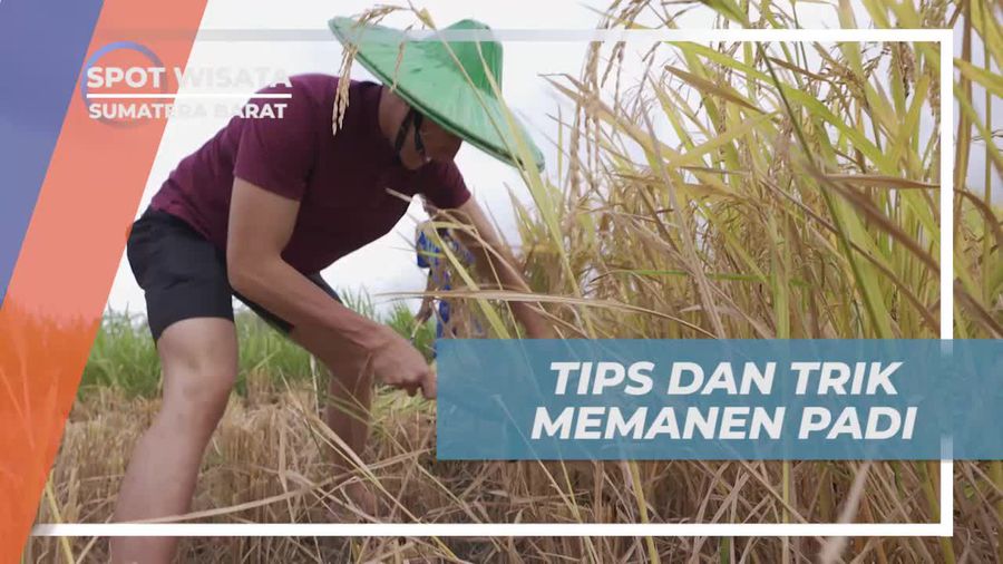 Membagikan Tips Memanen Padi bagi Pemula di Sumatera Barat