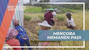 Mengalami Kesenangan Memanen Padi di Sawah Sumatera Barat