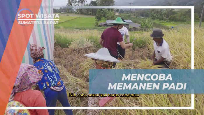Mengalami Kesenangan Memanen Padi di Sawah Sumatera Barat