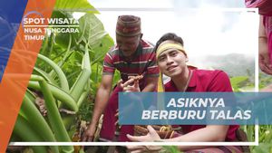 Mencari Talas: Kegiatan Seru di Kebun Wae Rebo, Nusa Tenggara Timur
