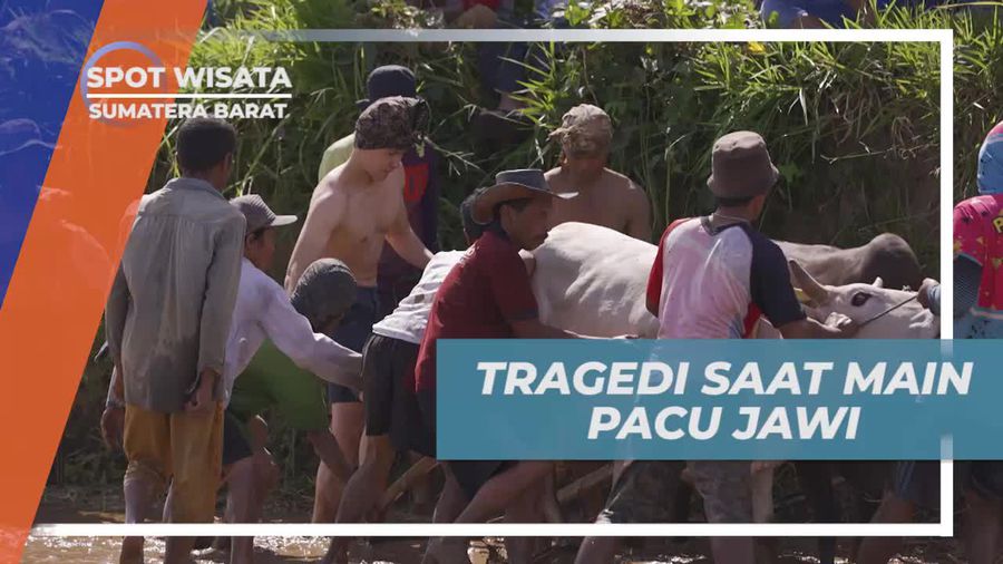 Menghadapi Tragedi Lucu Saat Mencoba Pacu Jawi di Sumatera Barat