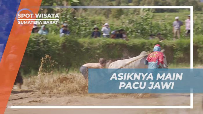 Menikmati Keseruan Tak Terhingga Saat Memacu Jawi di Sumatera Barat