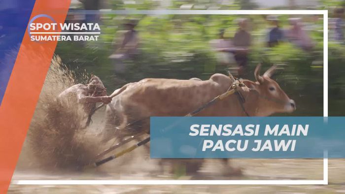 Merasakan Sensasi Pacu Jawi yang Memacu Adrenalin di Sumatera Barat