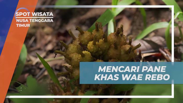 Menemukan Pane Khas Wae Rebo: Wisata Kuliner yang Menyenangkan di Nusa Tenggara Timur