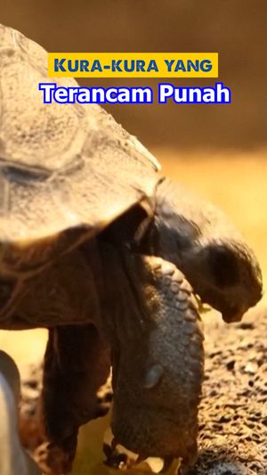 Video: Momen Kura-kura Galapagos Langka Menetas