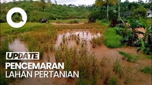 Video: Lahan Pertanian Tercemar, Warga Cihaur Tuntut Penutupan Tambang Emas