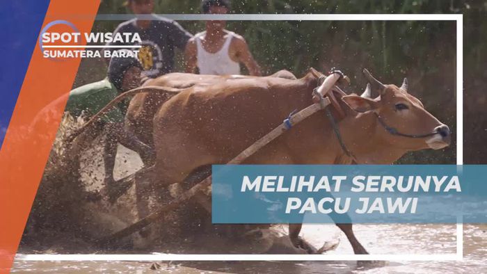 Mengagumi Serunya Pacu Jawi di Sumatera Barat