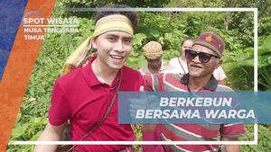 Bersuka Ria saat Memetik Sayuran di Kebun Warga Desa Wae Rebo, Nusa Tenggara Timur