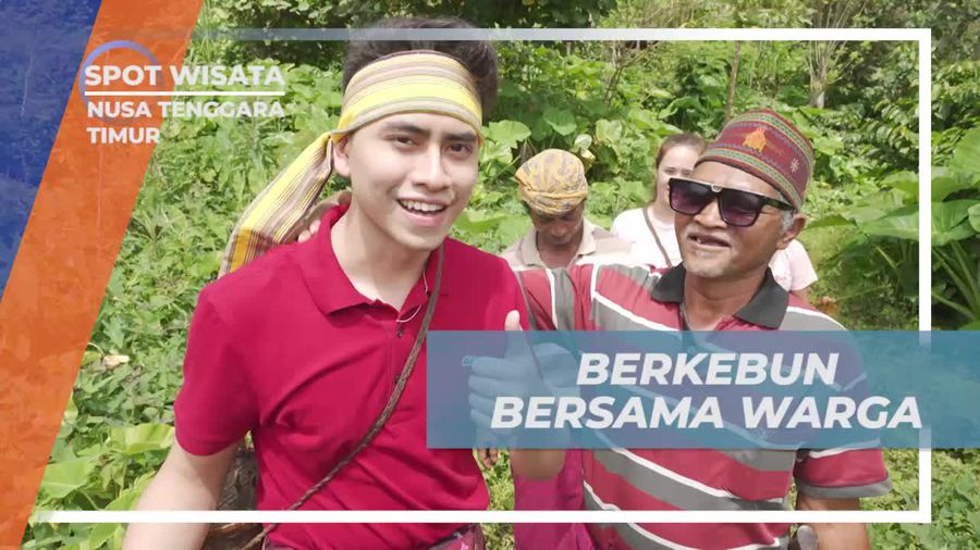 Bersuka Ria saat Memetik Sayuran di Kebun Warga Desa Wae Rebo, Nusa Tenggara Timur