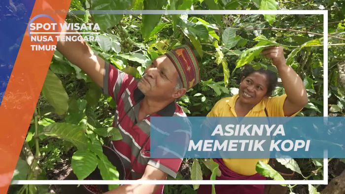 Menikmati Keceriaan Saat Memetik Kopi Bersama Warga Lokal di Nusa Tenggara Timur