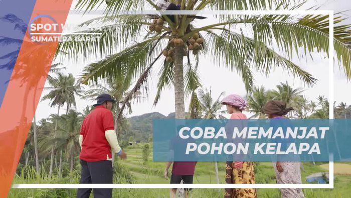 Cobalah Petualangan Memanjat Pohon Kelapa di Desa Nagari Tuo Pariangan