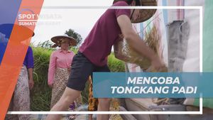 Jelajahi Sensasi Menggebuk Padi di Keindahan Sawah Nagari Tuo Pariangan