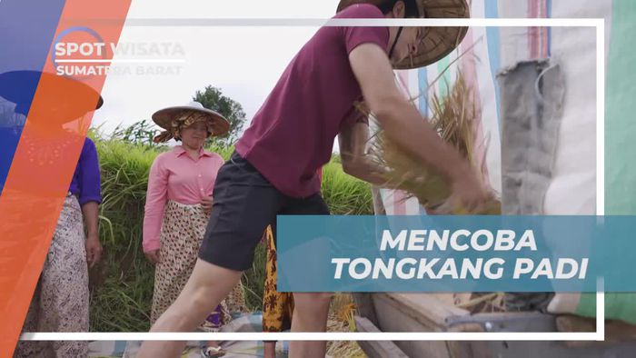 Jelajahi Sensasi Menggebuk Padi di Keindahan Sawah Nagari Tuo Pariangan